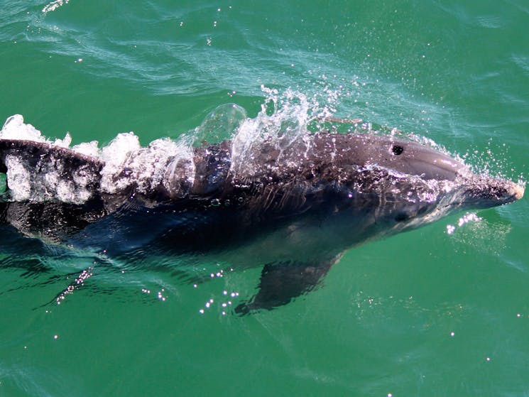 Dolphin in Port Stephens