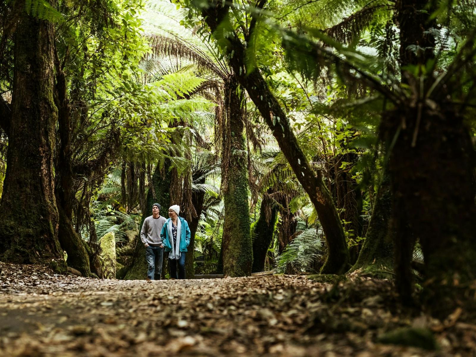 a short walk from the Cafe, through fern lined paths, is the gorgeous Russell Falls.
