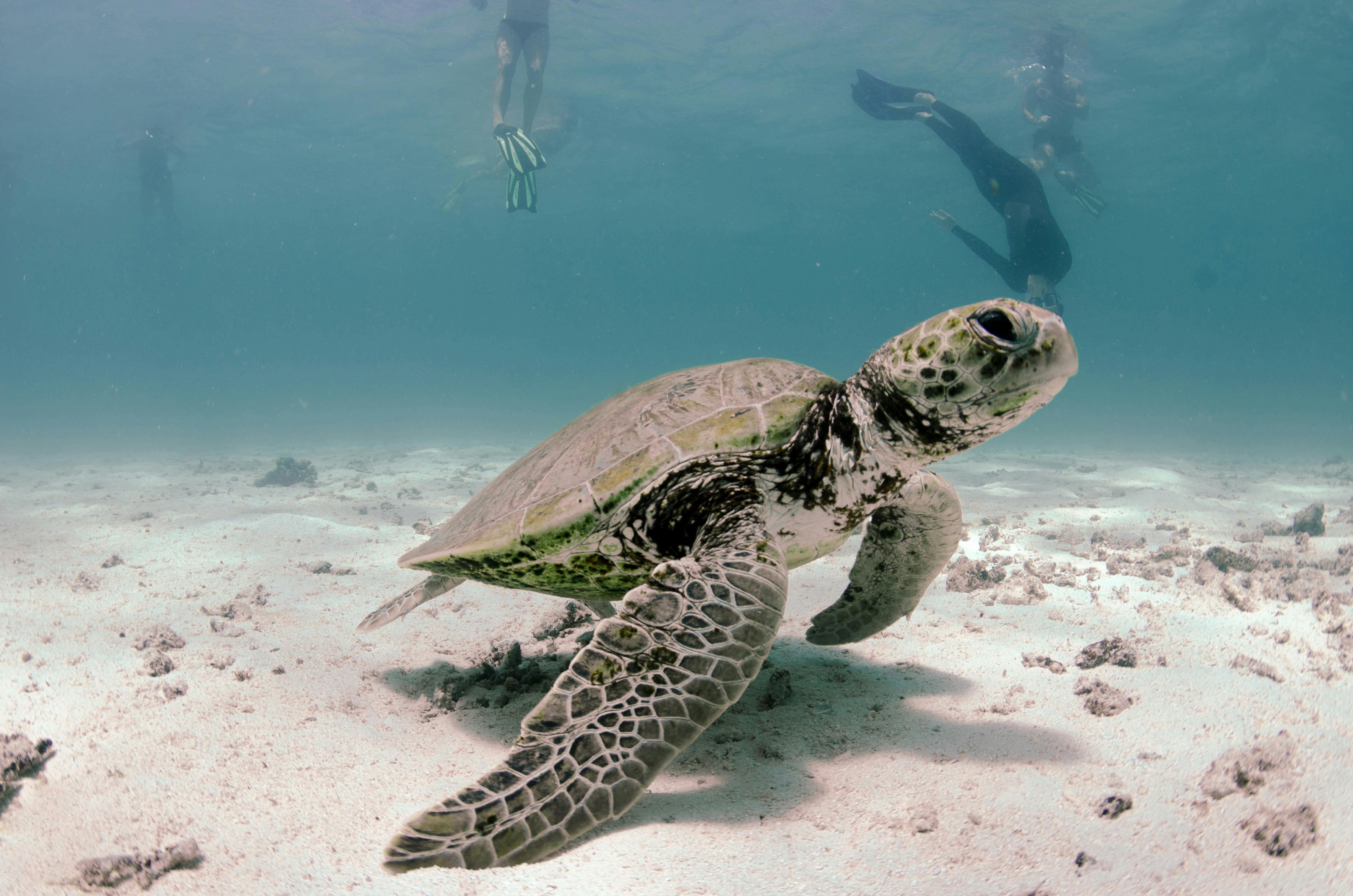 A turtle cruises the bottom of the ocean with snorkelers nearby