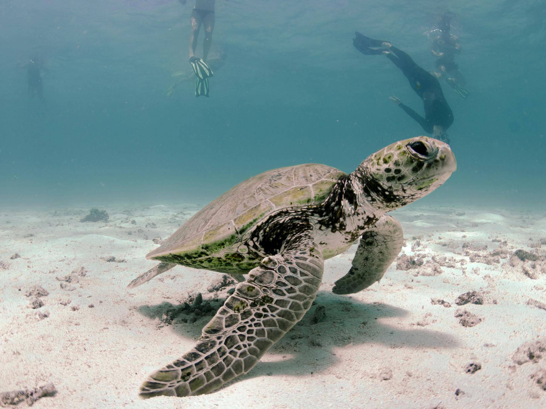 A turtle cruises the bottom of the ocean with snorkelers nearby