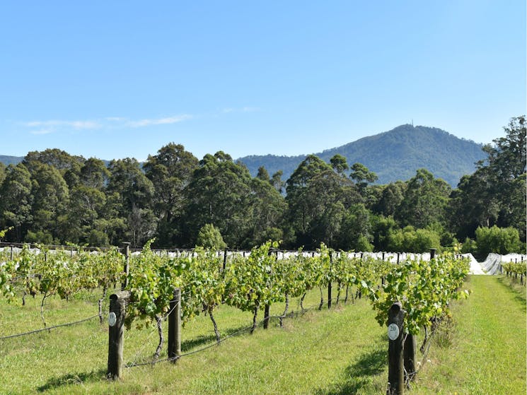 The view of Cambewarra Mountain behind the vineyards at Cambewarra Estate
