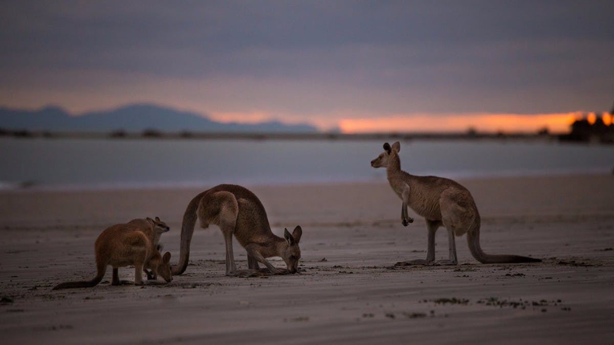 Cape Hillsborough