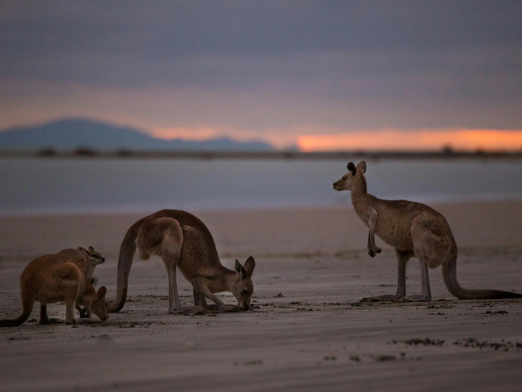 Cape Hillsborough
