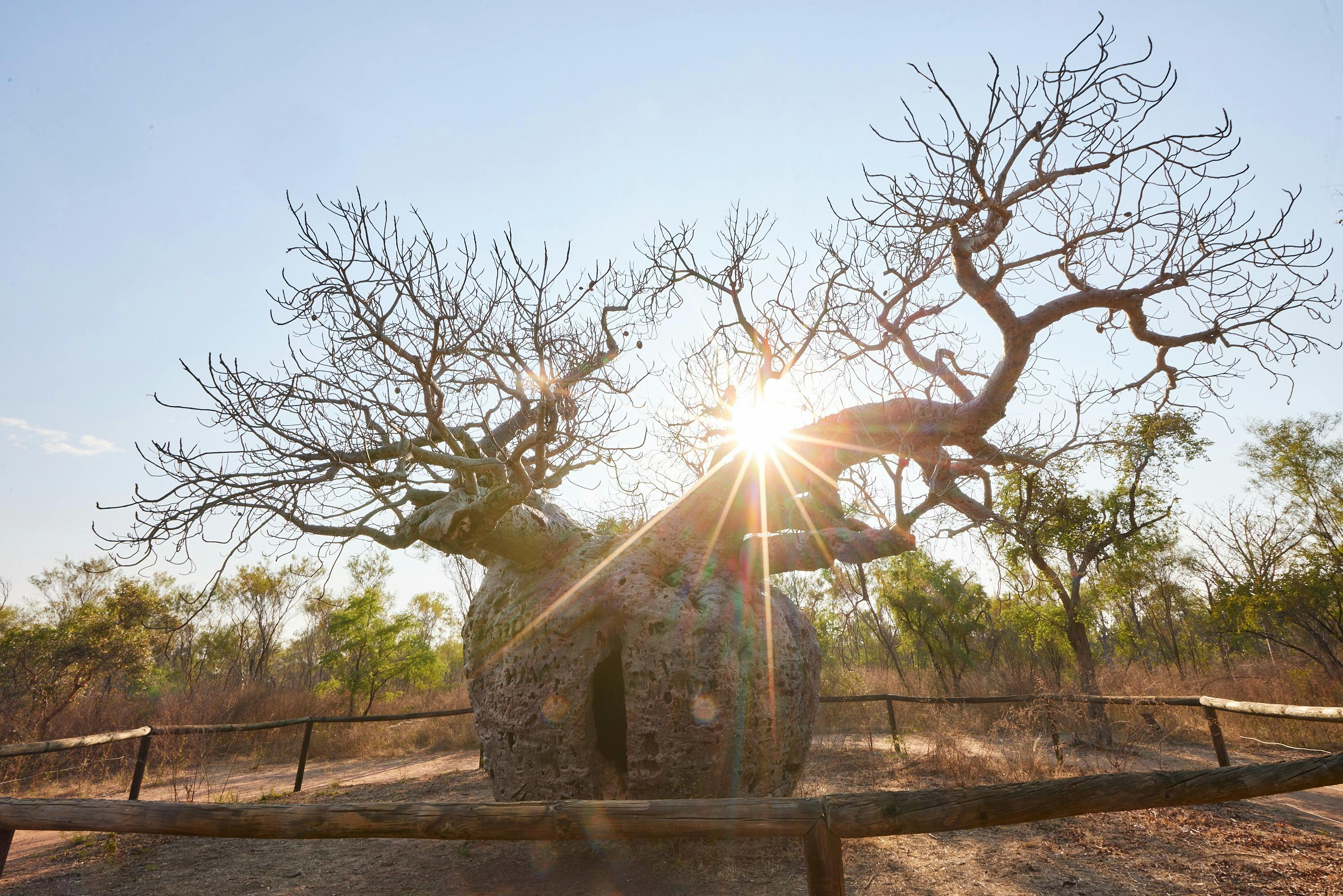 Boab Prison Tree