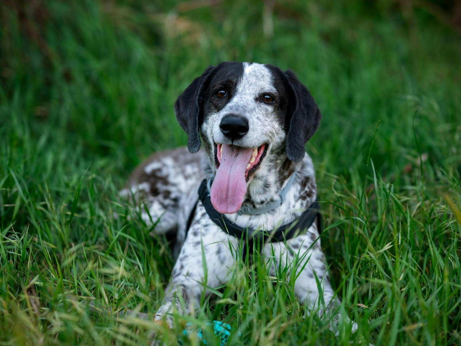 Dogs Day Out - Northern Rivers Animal Service