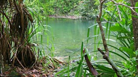 The worlds oldest continuous rainforest