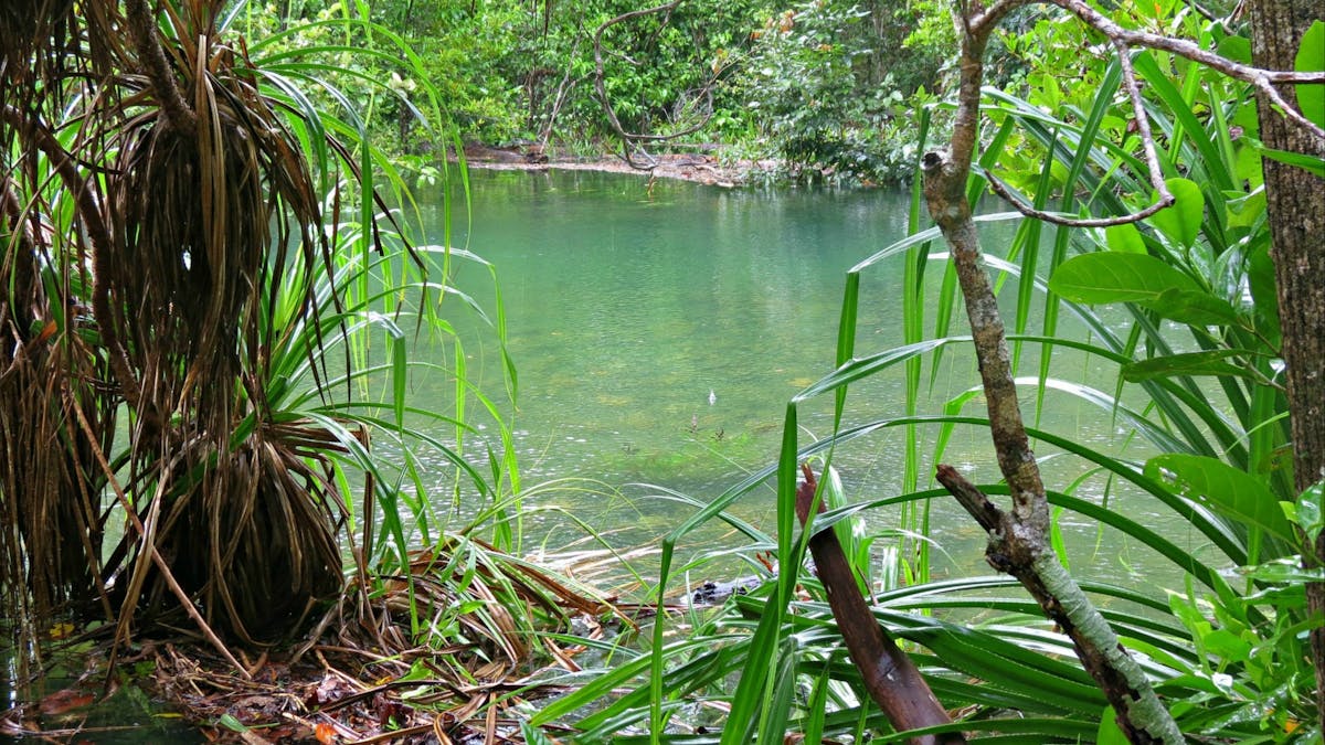 The worlds oldest continuous rainforest