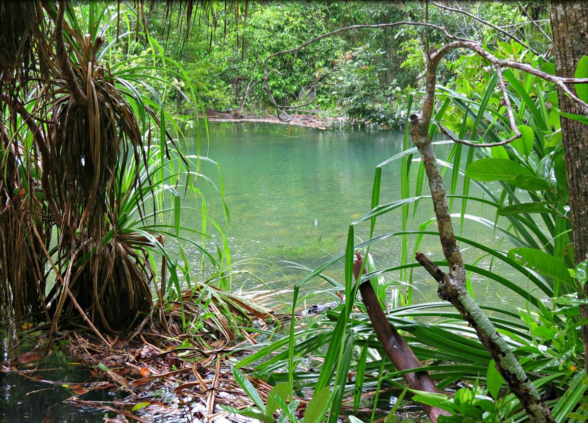 The worlds oldest continuous rainforest