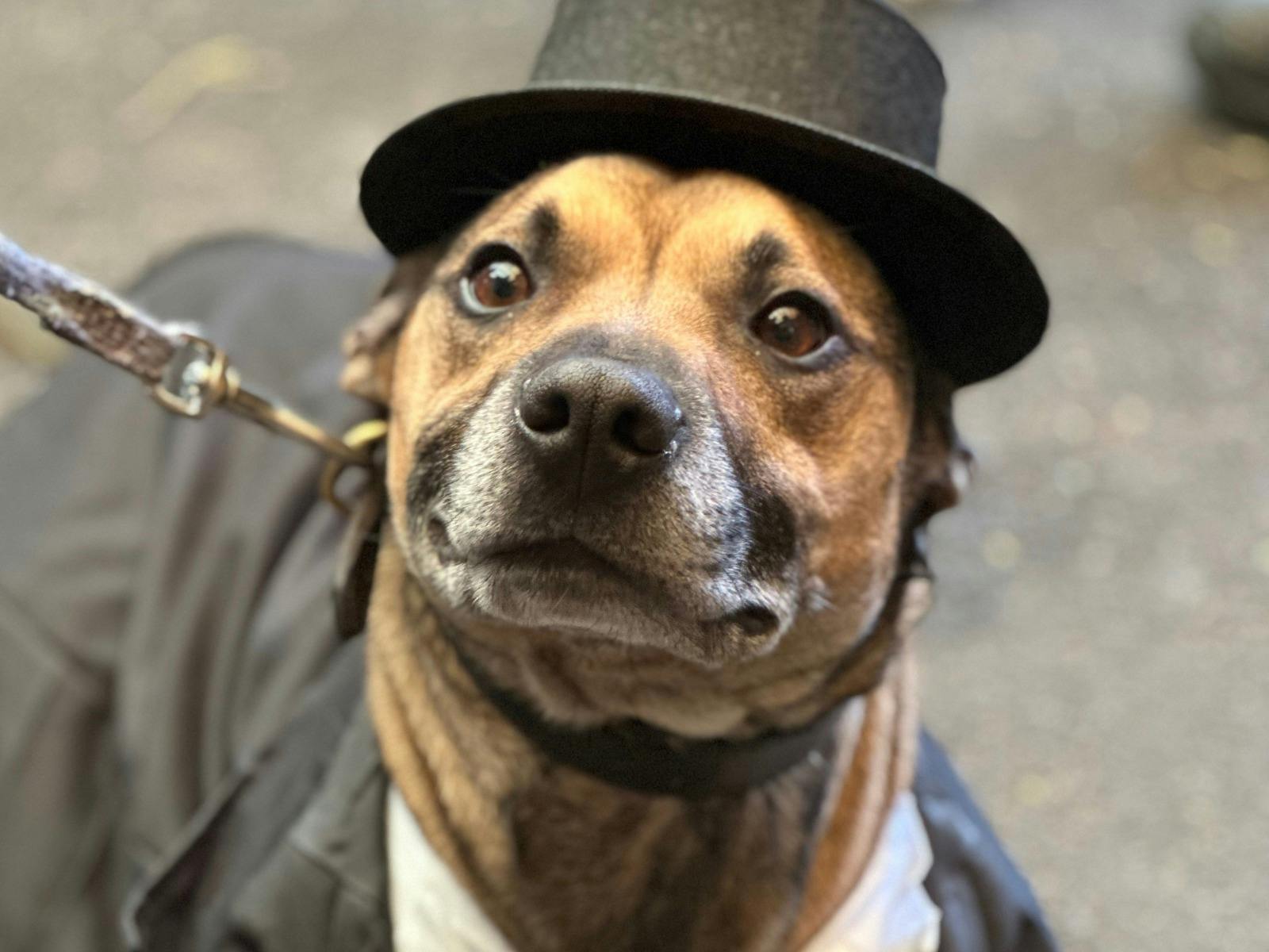 Hop Temple Ballarat Heritage Festival Dog Beard and Stache Competition