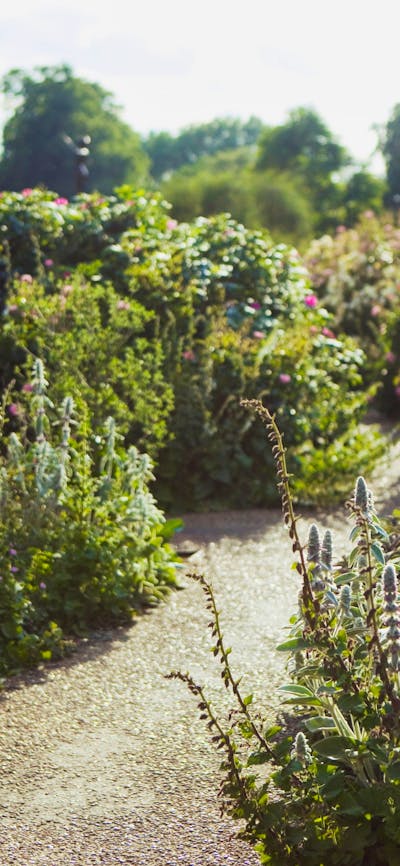 Still of a beautiful garden