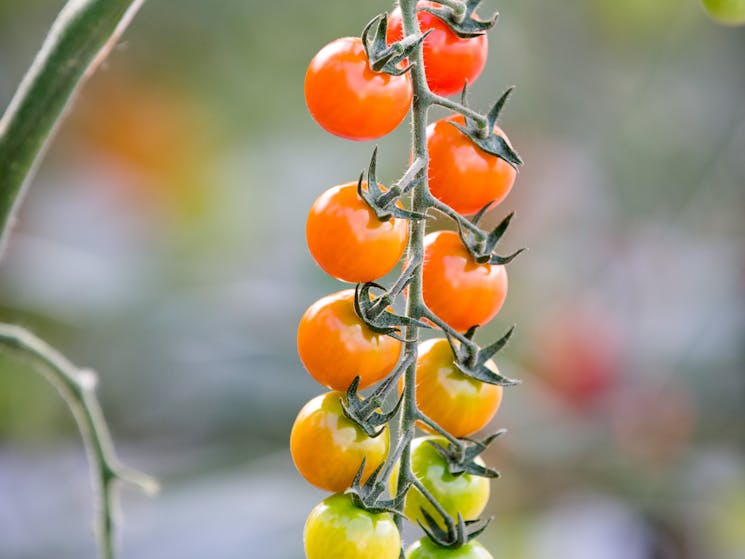 Taste our stunning vine-fresh tomatoes, in our delicious Cafe meals, in our  gold-medal preserves