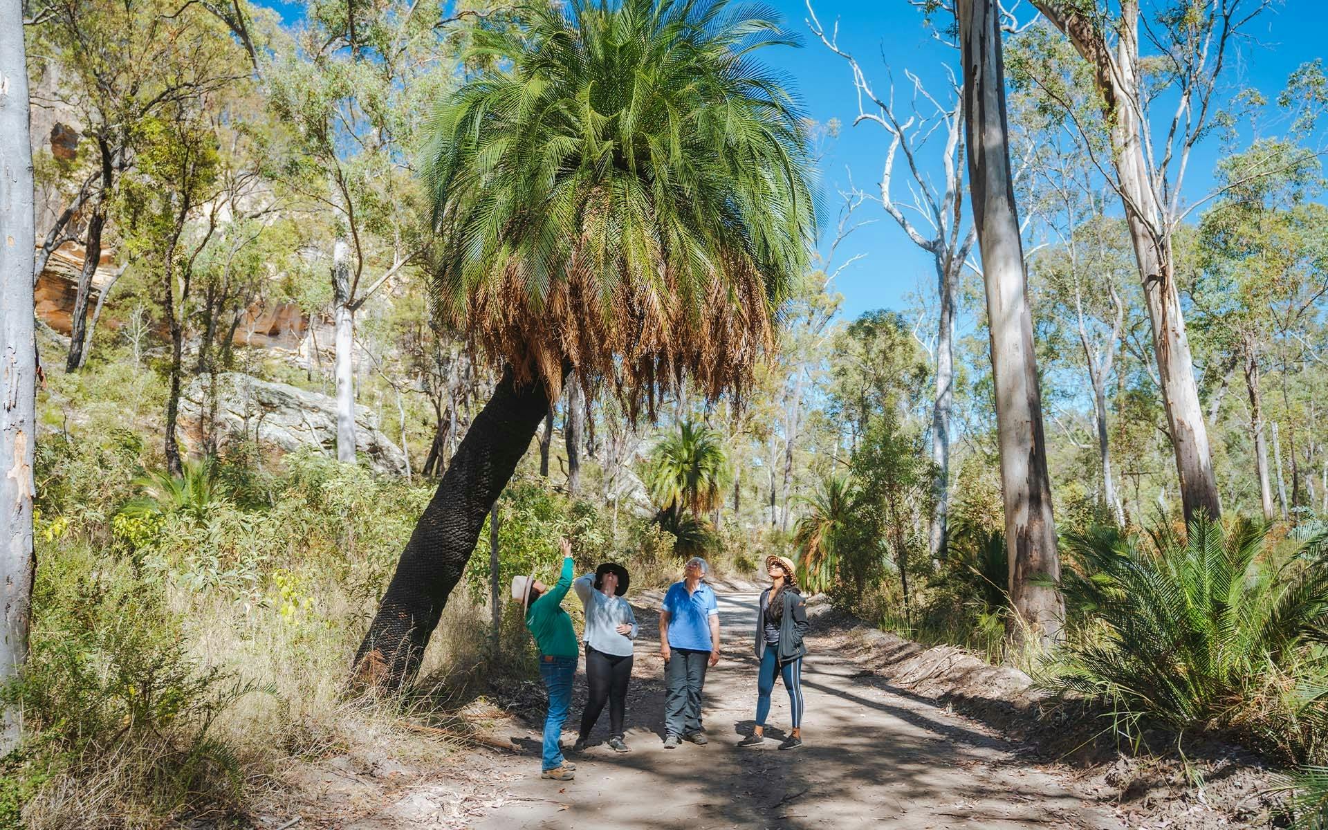 Four people standing underneath a cycad tree in the bush