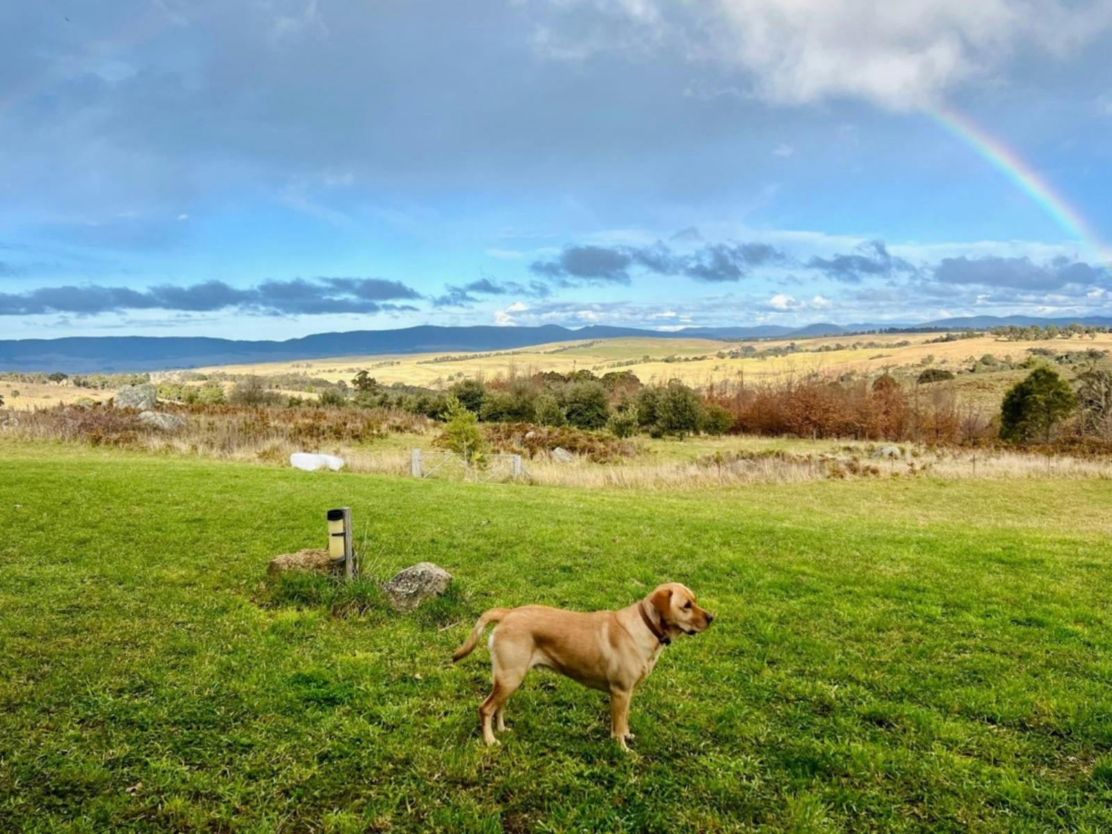 Billie the truffle dog