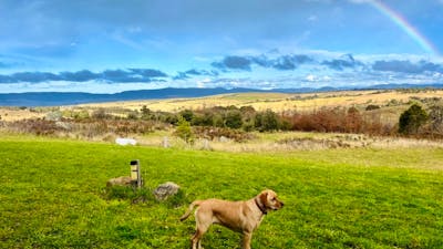 Billie the truffle dog