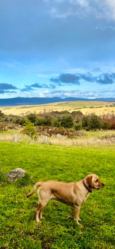 Billie the truffle dog