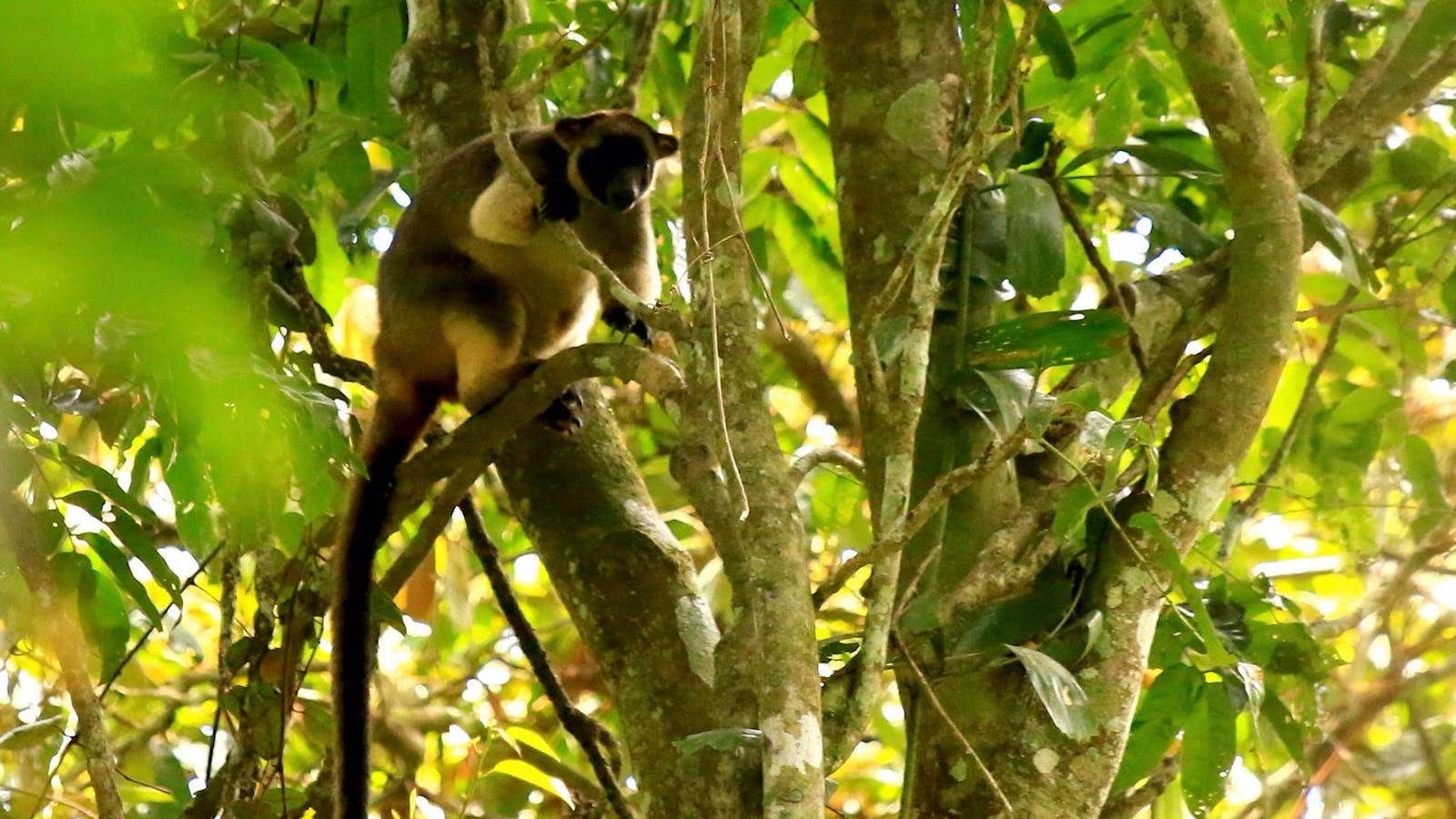 Blue Adventures - Wildlife and Rainforest Private Safaris