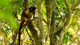 tree kangaroo wildlife tour