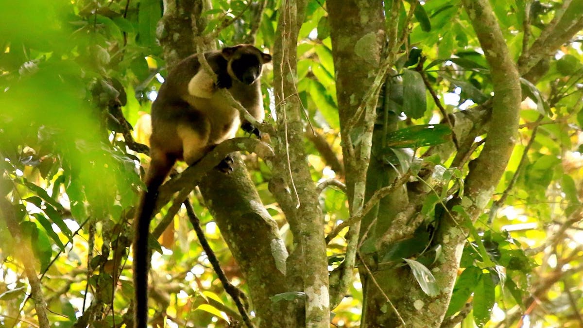 tree kangaroo wildlife tour