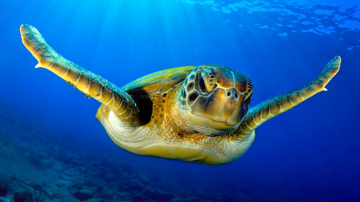 Friendly turtle swimming to the camera. Crystal clear blue water with  the sun filtering through