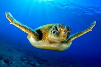 Friendly turtle swimming to the camera. Crystal clear blue water with the sun filtering through