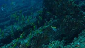 Marietta Dal Shipwreck Dive Site