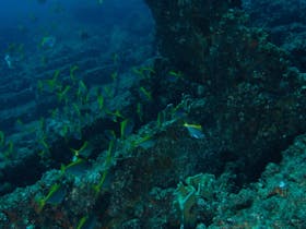 Marietta Dal Shipwreck Dive Site