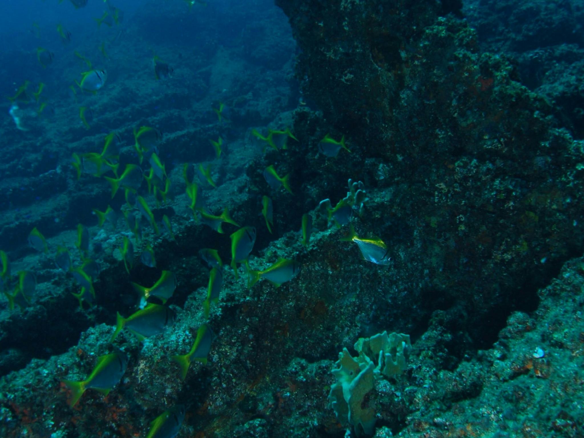 Marietta Dal Shipwreck Dive Site Marietta Dal Shipwreck Dive Site