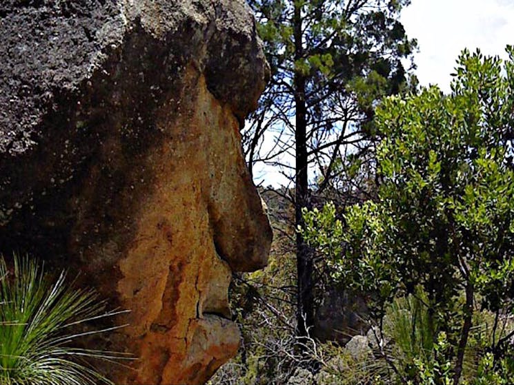 Mystery Face walk, Torrington State Conservation Area. Photo: NSW Government