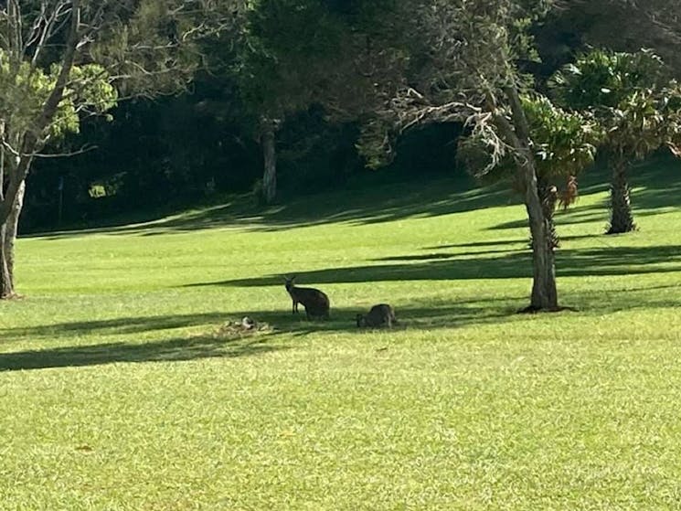Kangaroos on the ajoining golf course