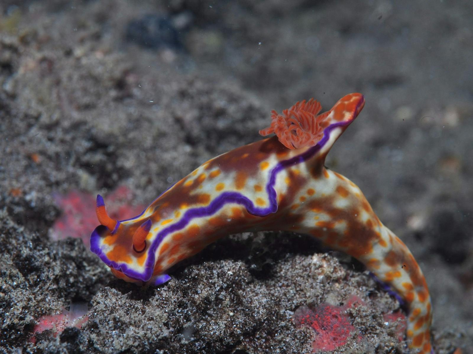 Amity Point Dive Site