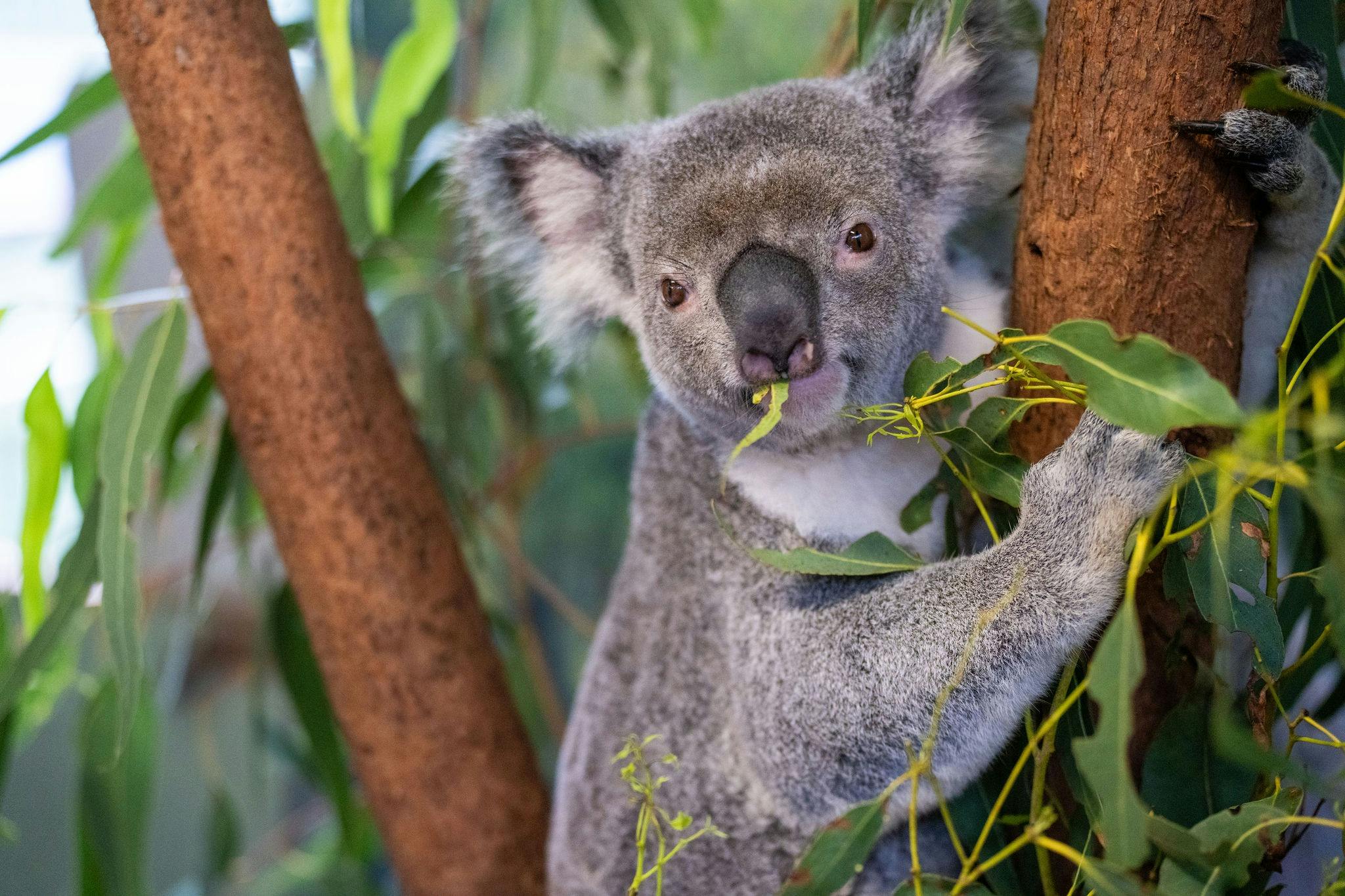 Koala at Rainforestation