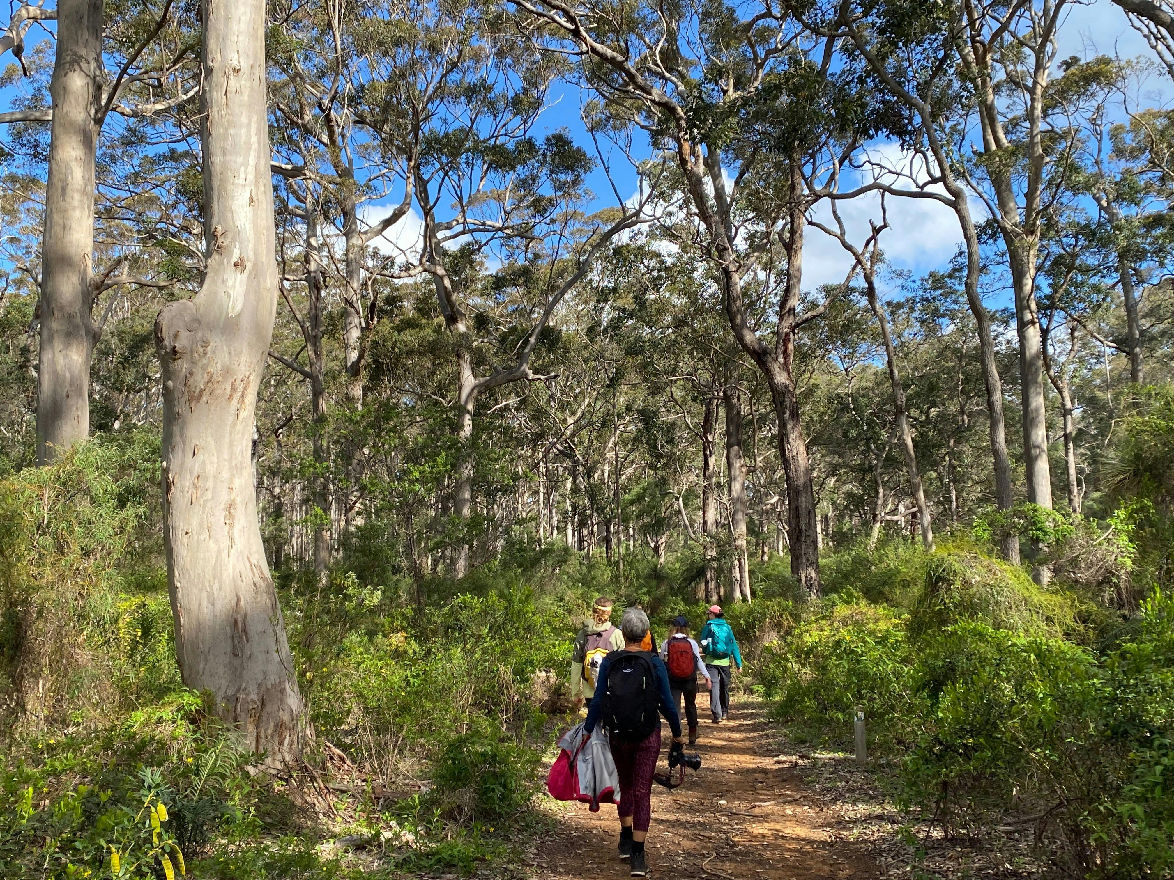 hikers walking through the spectacular canopies of the Karri & Marri trees - Boranup Forest