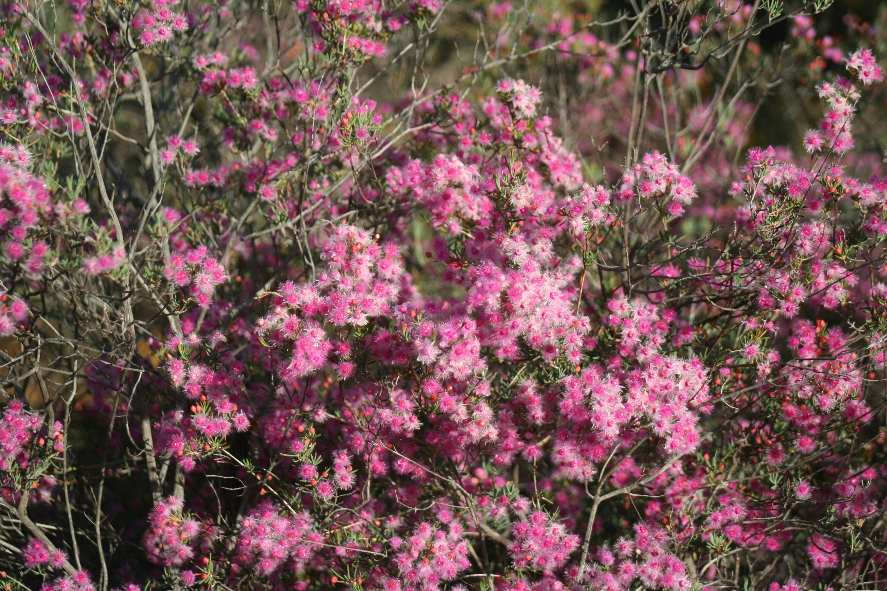 Wongan Hills Wildflowers