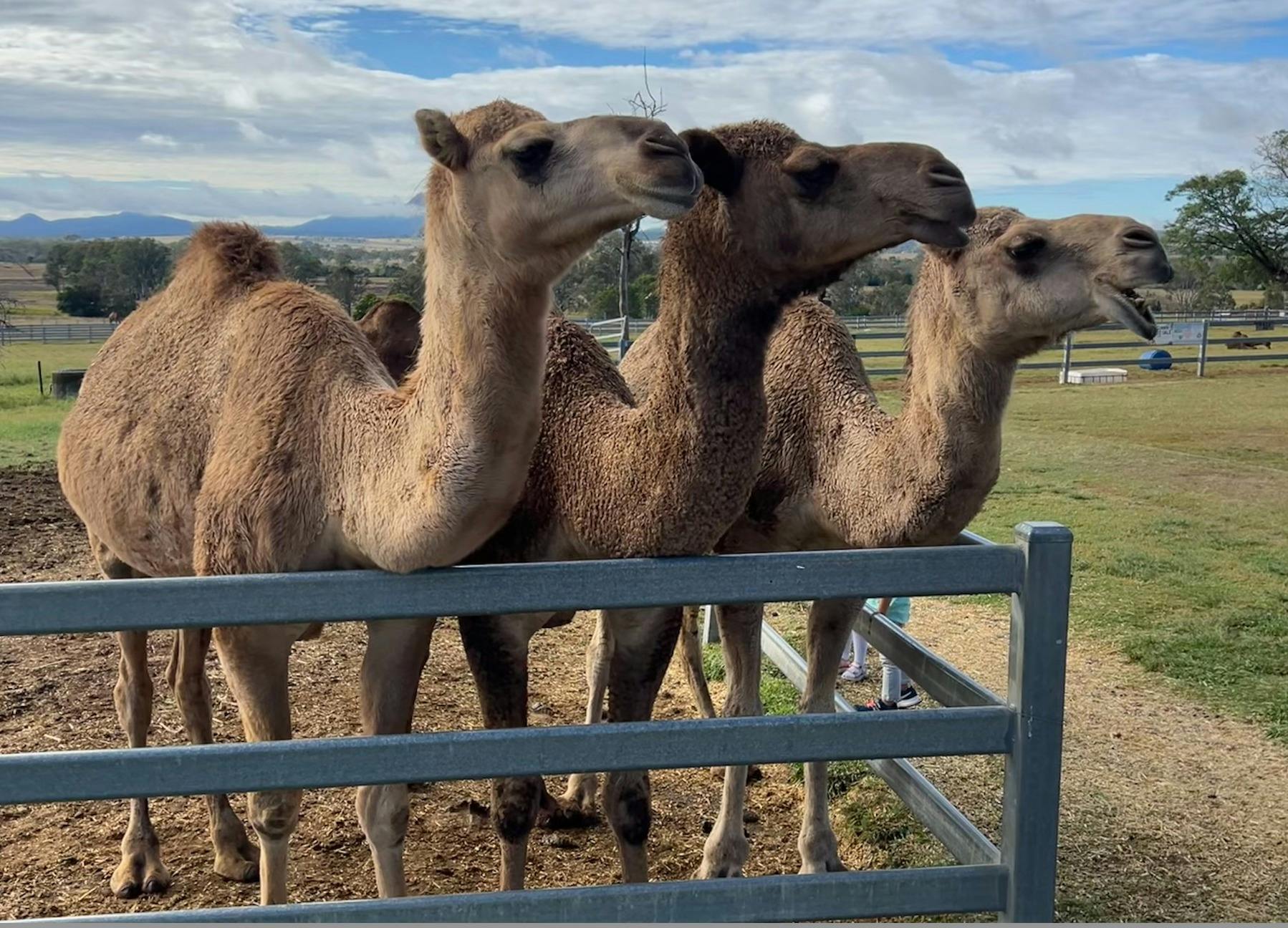 Summer Land Camels