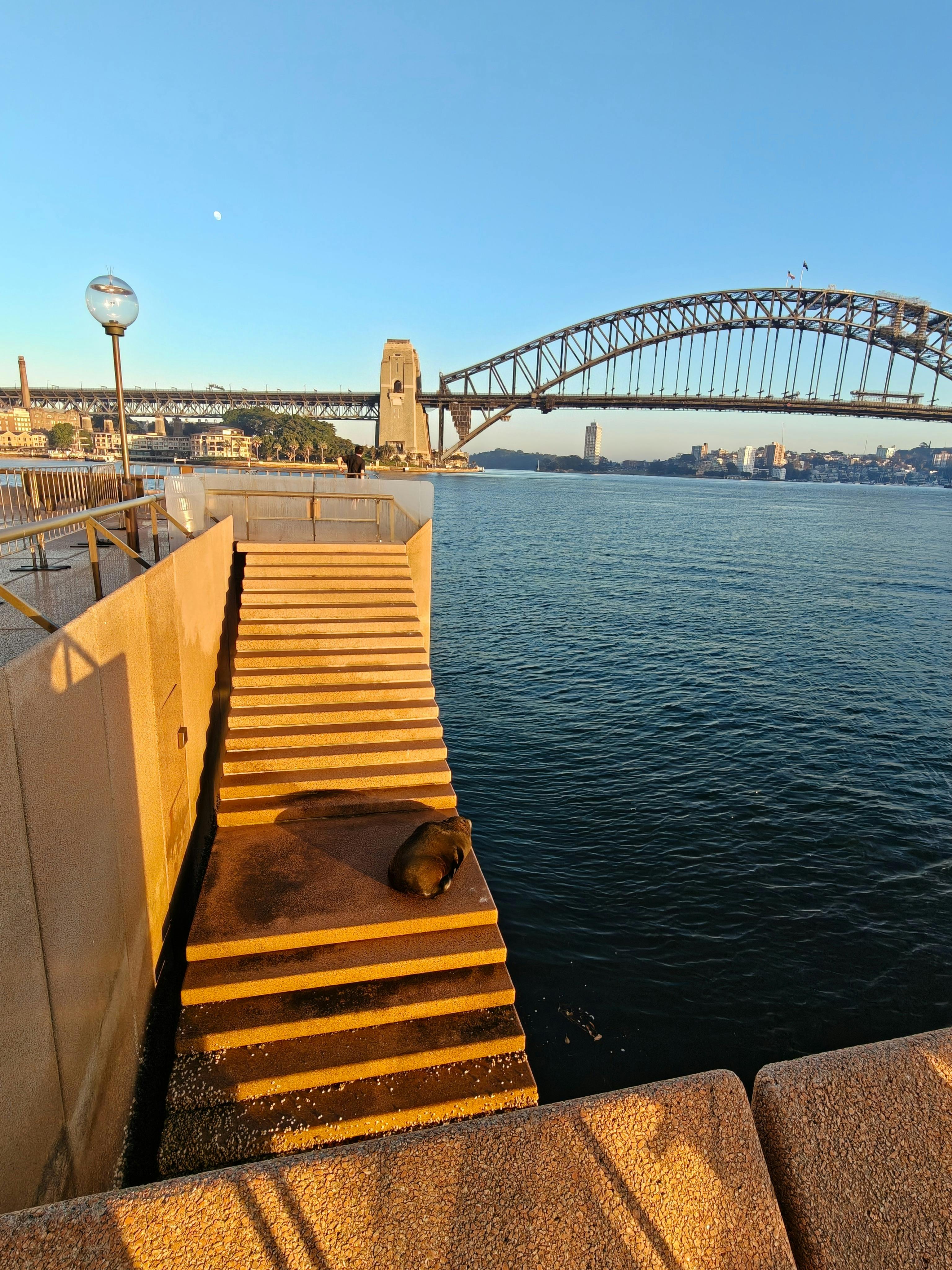 Benny the seal resting on one of our stops