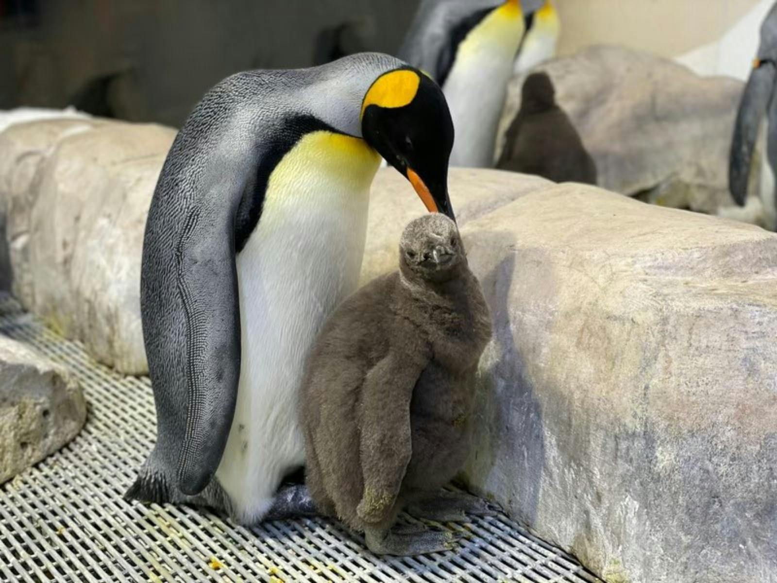 SEA LIFE Melbourne Aquarium