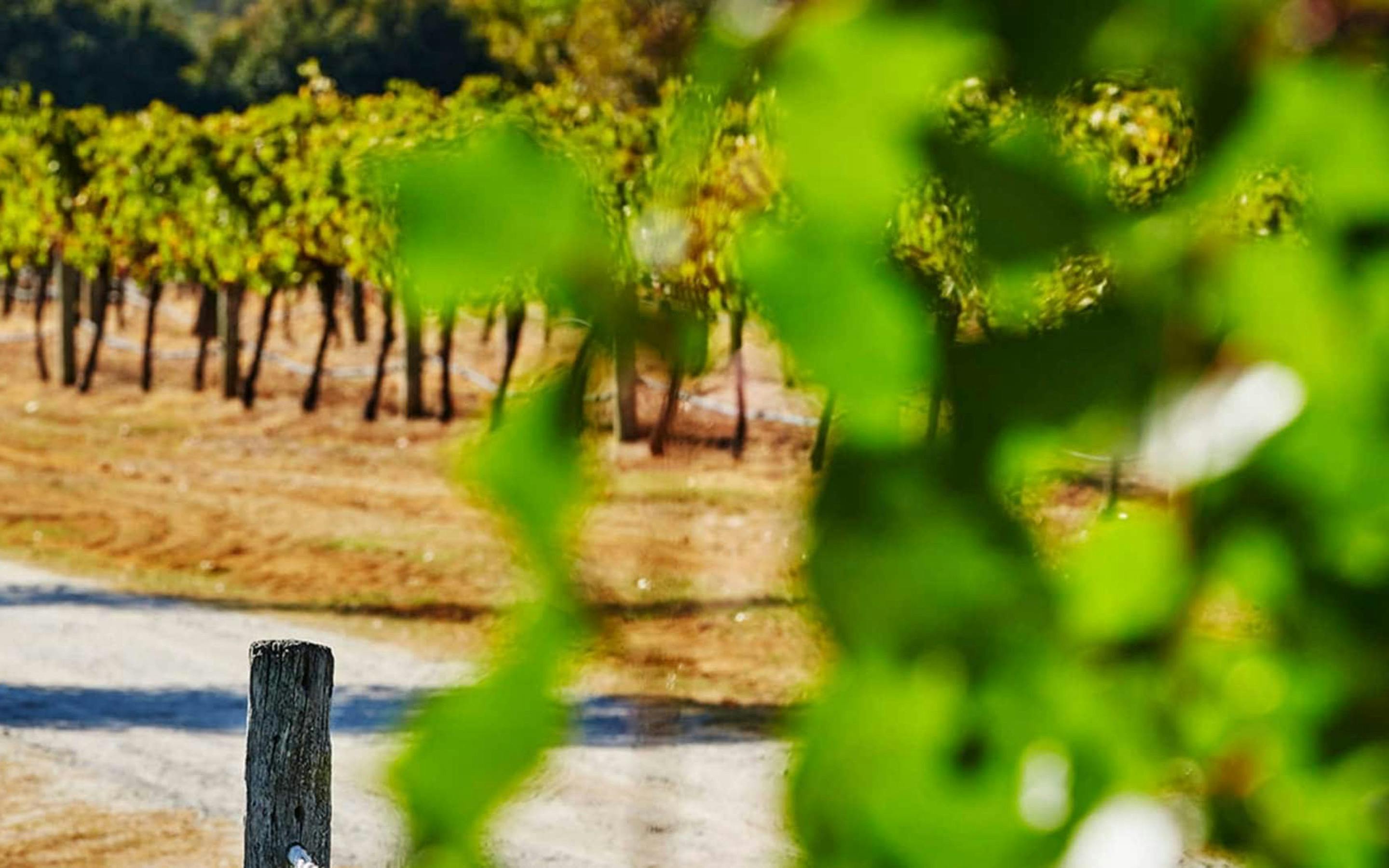 Grapevines