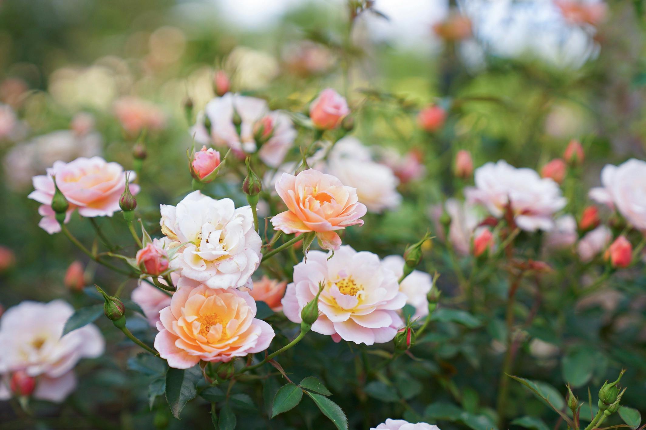 Various pink roses in a garden