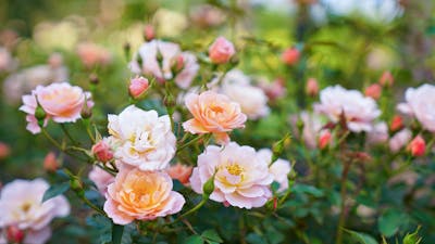 Various pink roses in a garden