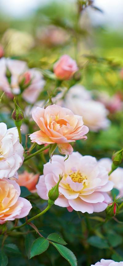 Various pink roses in a garden
