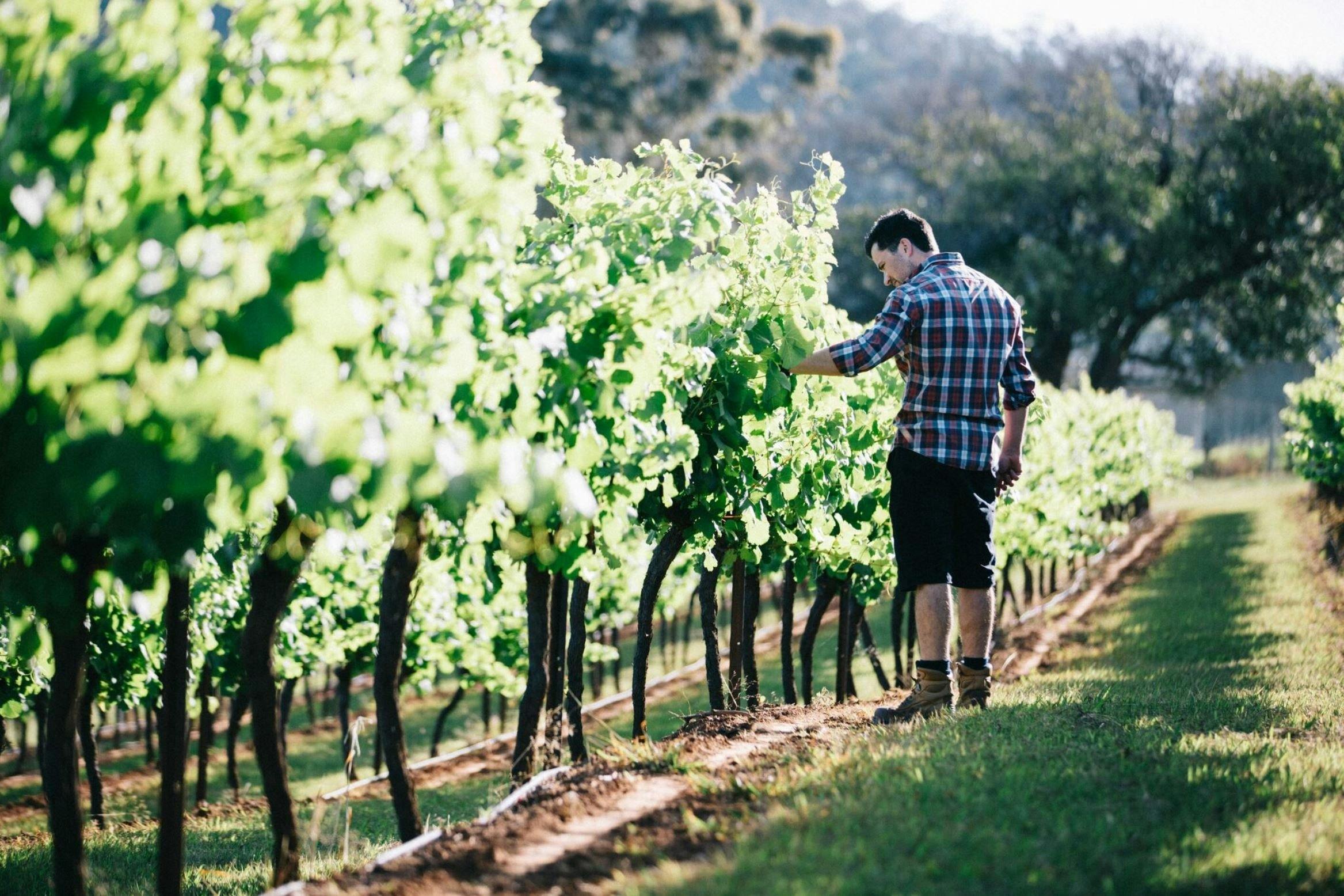 Gundog Estate Hunter 酒窖和美食食品儲藏室