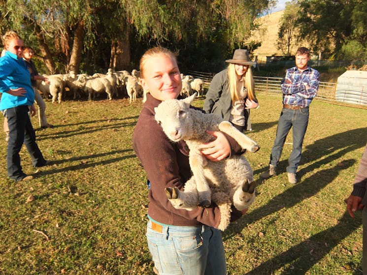 lamb from the farm