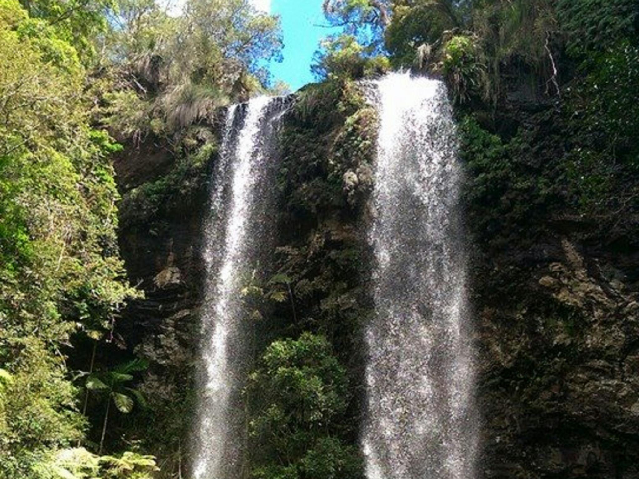 Springbrook and Tamborine Rainforest Glow Worm Tour Springbrook and Tamborine Rainforest Glow Worm Tour
