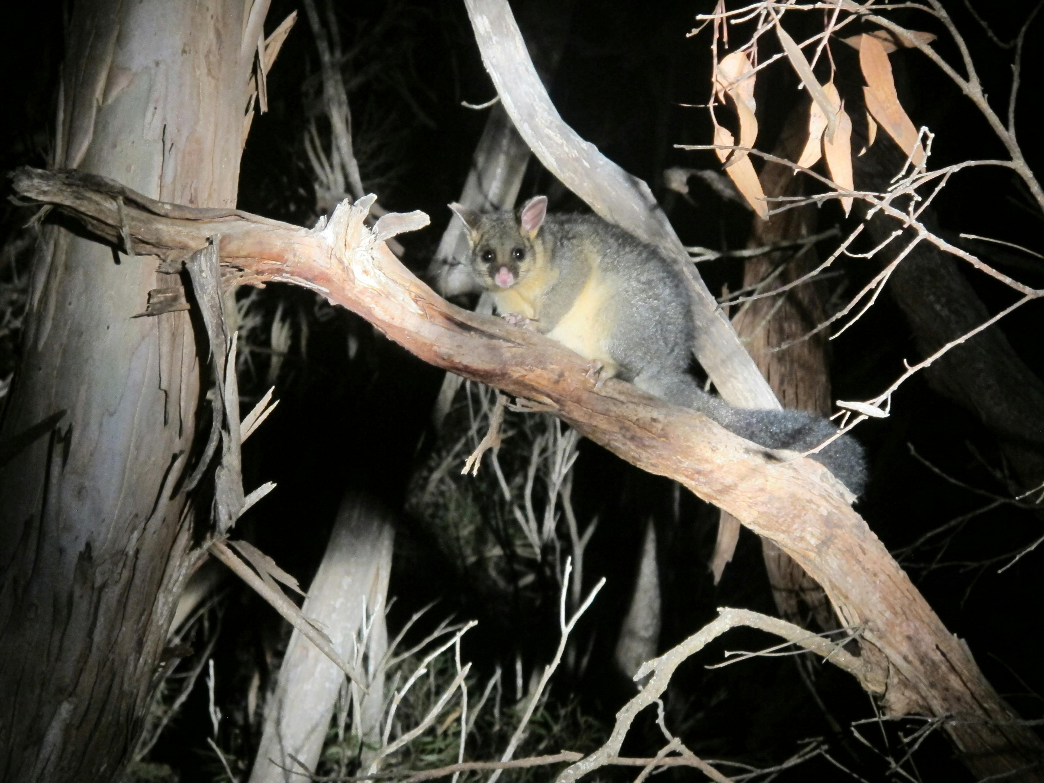 Kangaroo Island Nocturnal Tours