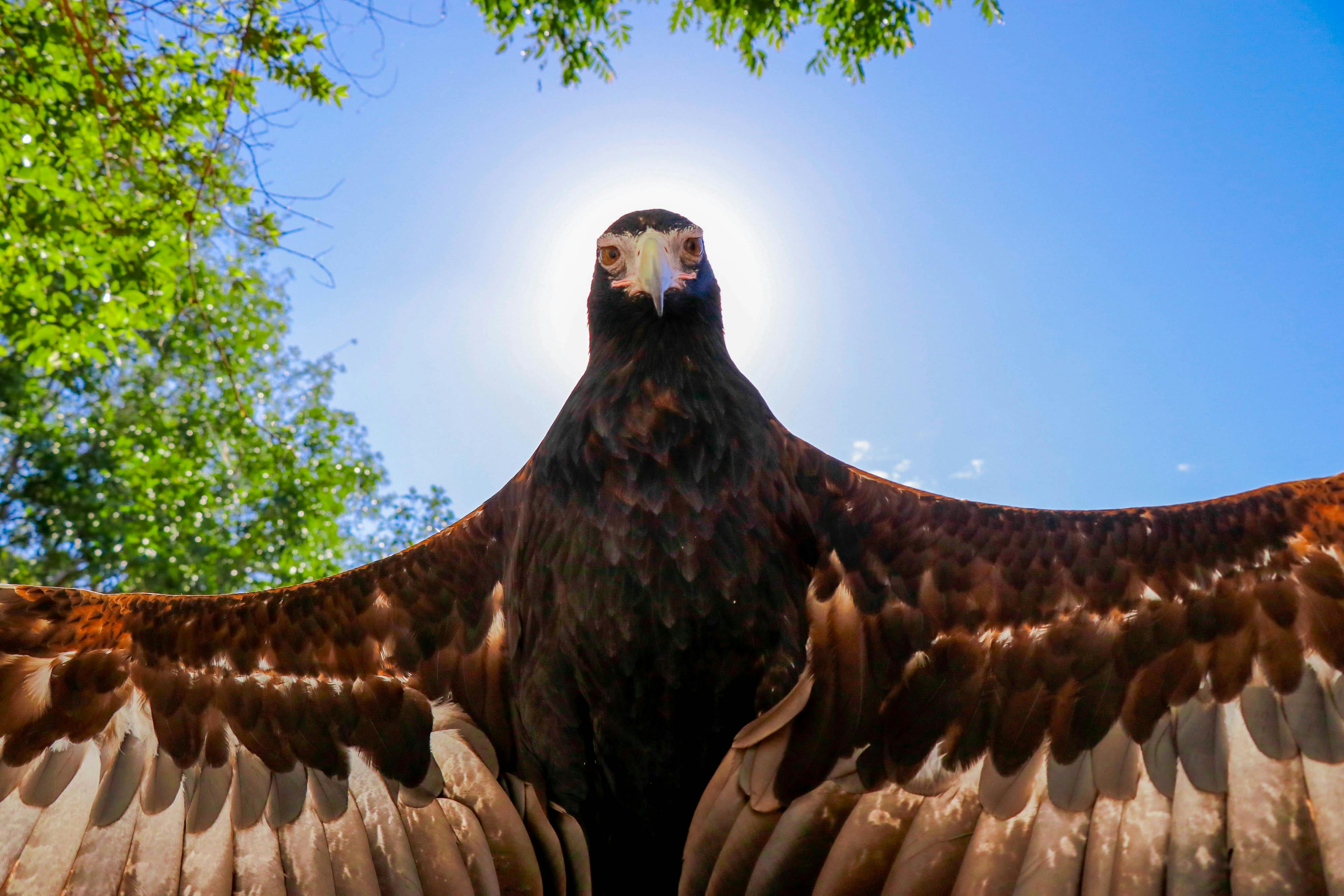 Bird Week at Currumbin Wildlife Sanctuary