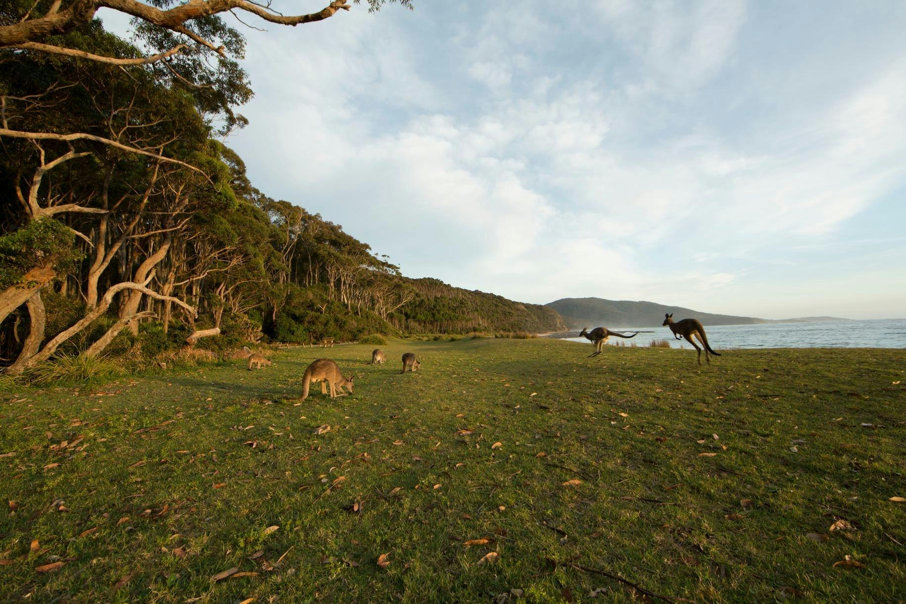 Kangaroos at Depot Beach