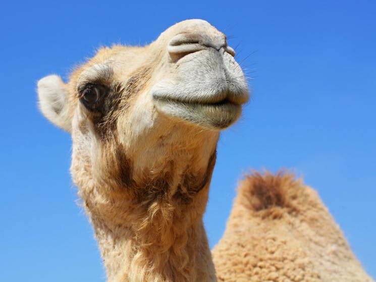 Camels at bulli
