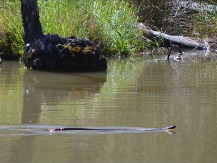 Gunbower Creek Wildlife