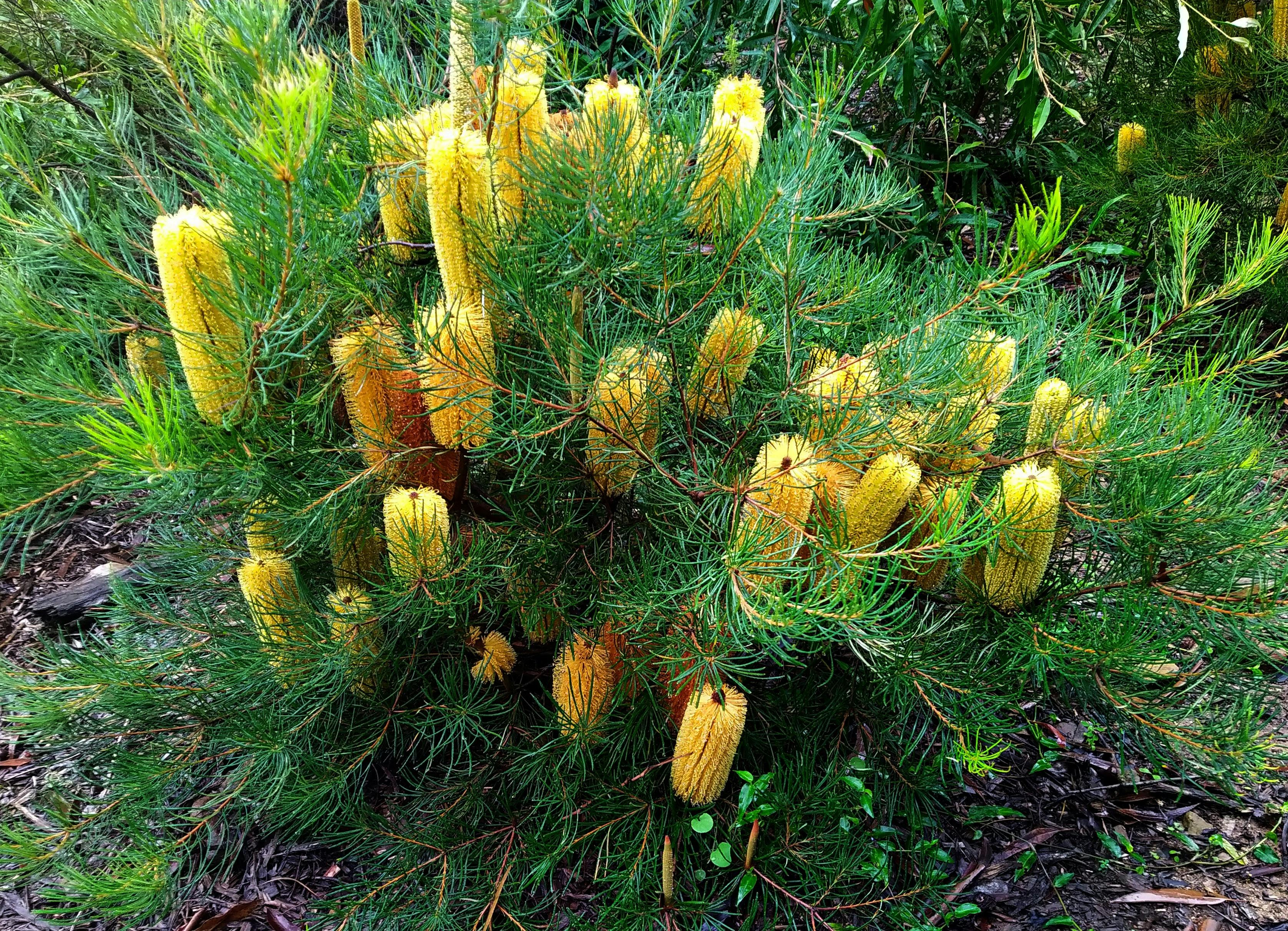 Yellow banksias