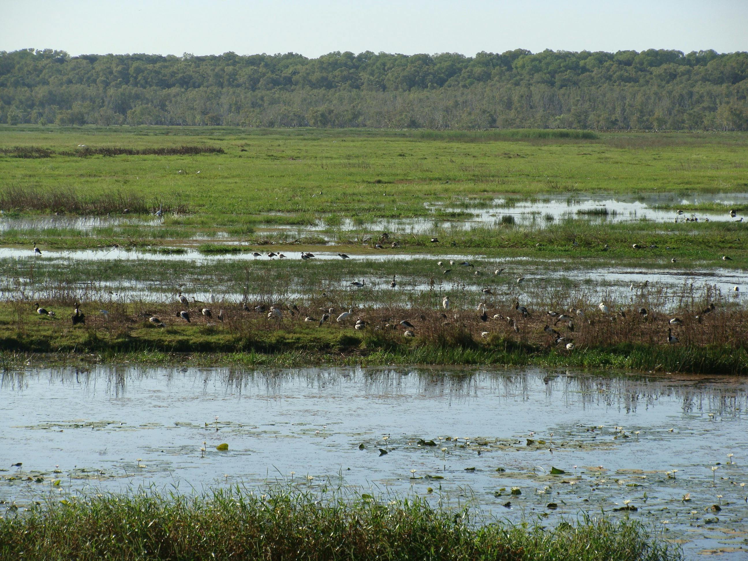Fogg Dam Conservation Reserve Ranger Talk